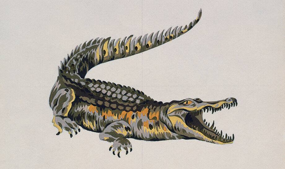 alligator lacoste label